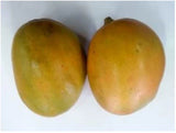 Two golden mango on a white background