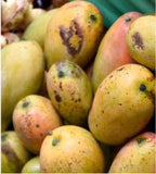 A pile of yellow mango on a green background